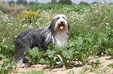 BEARDED COLLIE 028